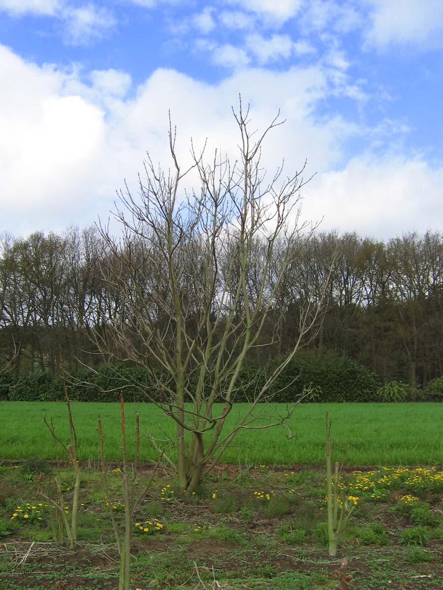 Catalpa bignonioides meerstammig / struik meerstammig