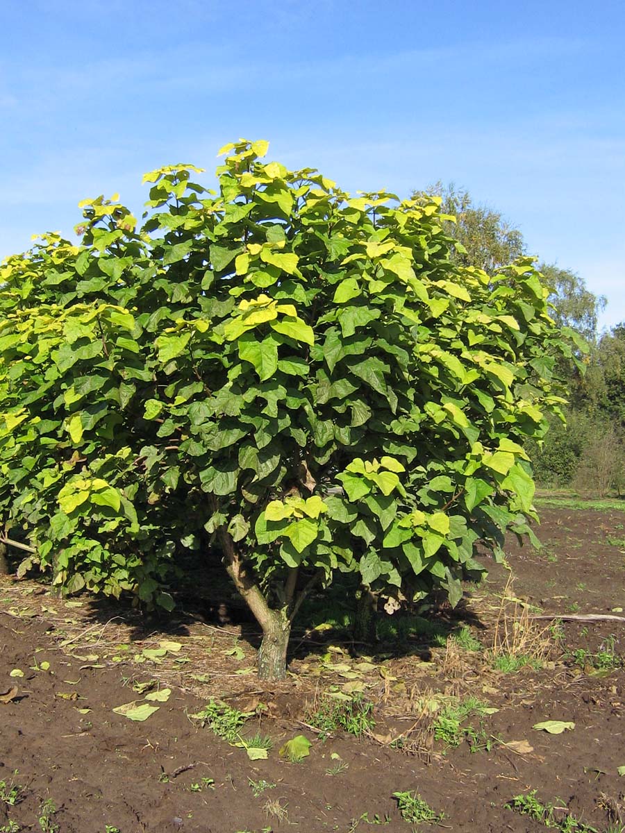 Catalpa bignonioides 'Aurea' solitair solitair