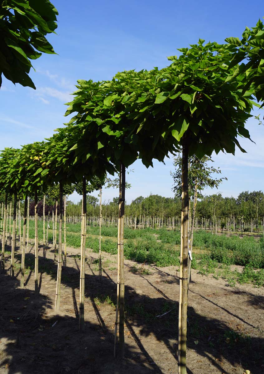 Catalpa bignonioides 'Nana' op stam op stam