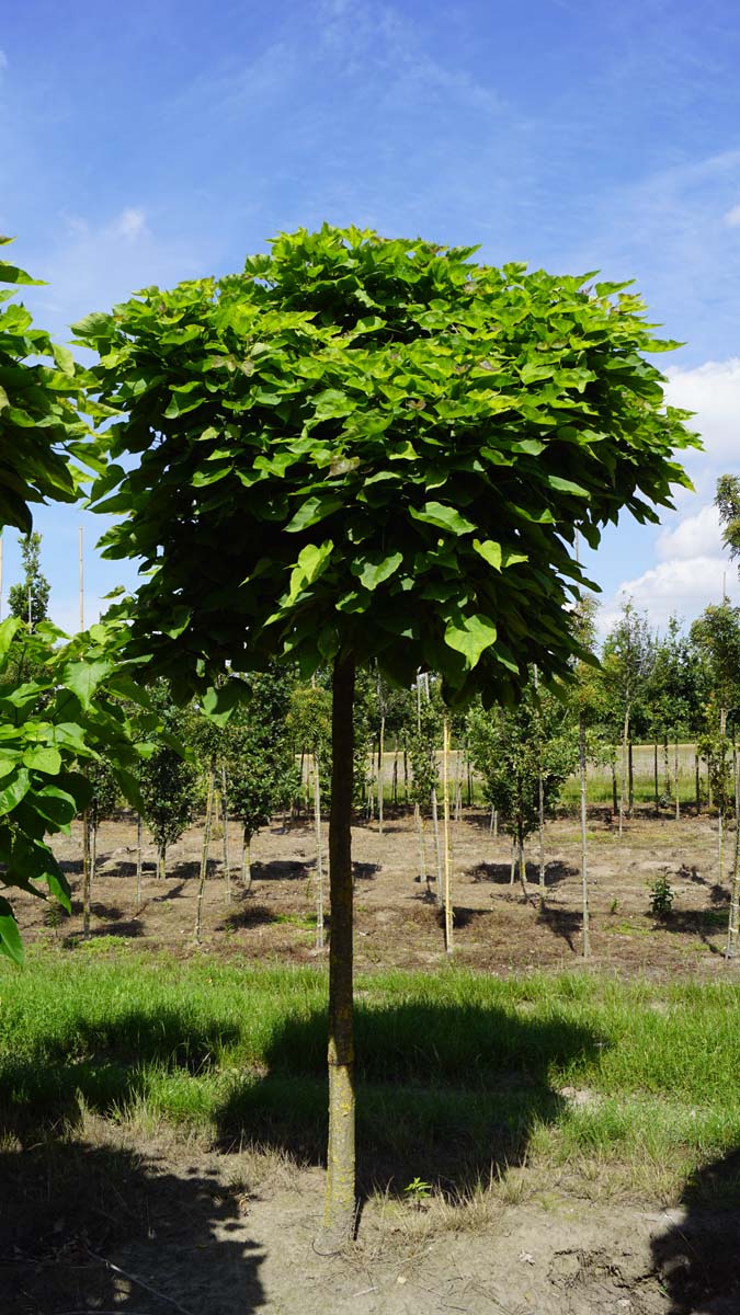 Catalpa bignonioides 'Nana' op stam op stam