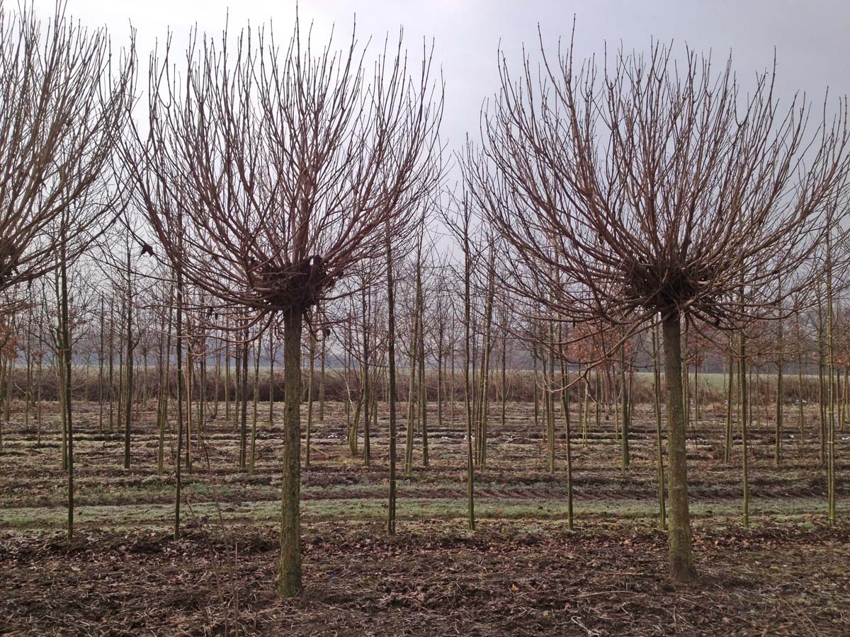 Catalpa bignonioides 'Nana' op stam