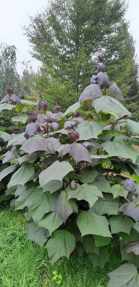 Catalpa erubescens 'Purpurea' meerstammig / struik meerstammig