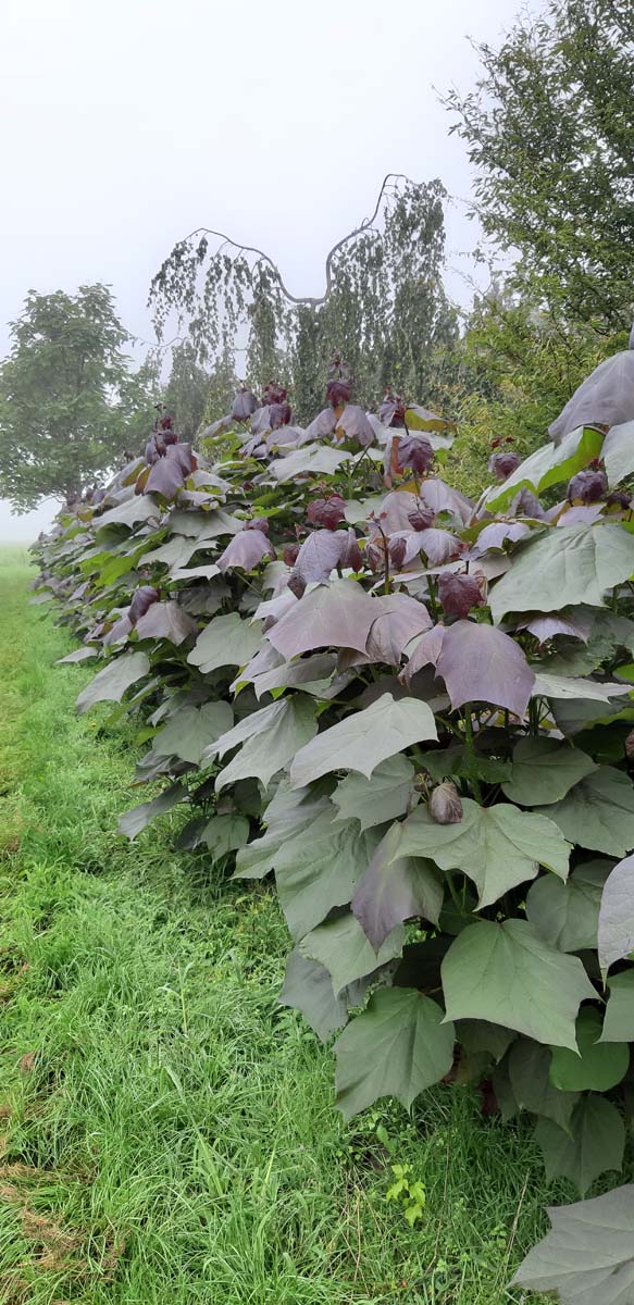 Catalpa erubescens 'Purpurea' meerstammig / struik meerstammig