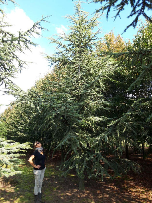 Cedrus atlantica 'Aurea' solitair