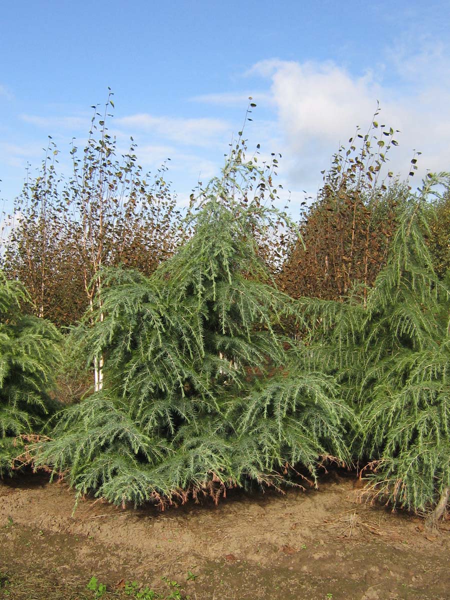 Cedrus deodara solitair solitair