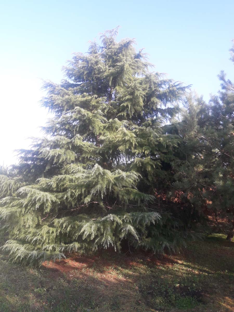 Cedrus deodara solitair solitair