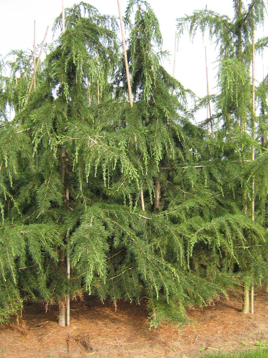 Cedrus deodara 'Pendula' solitair