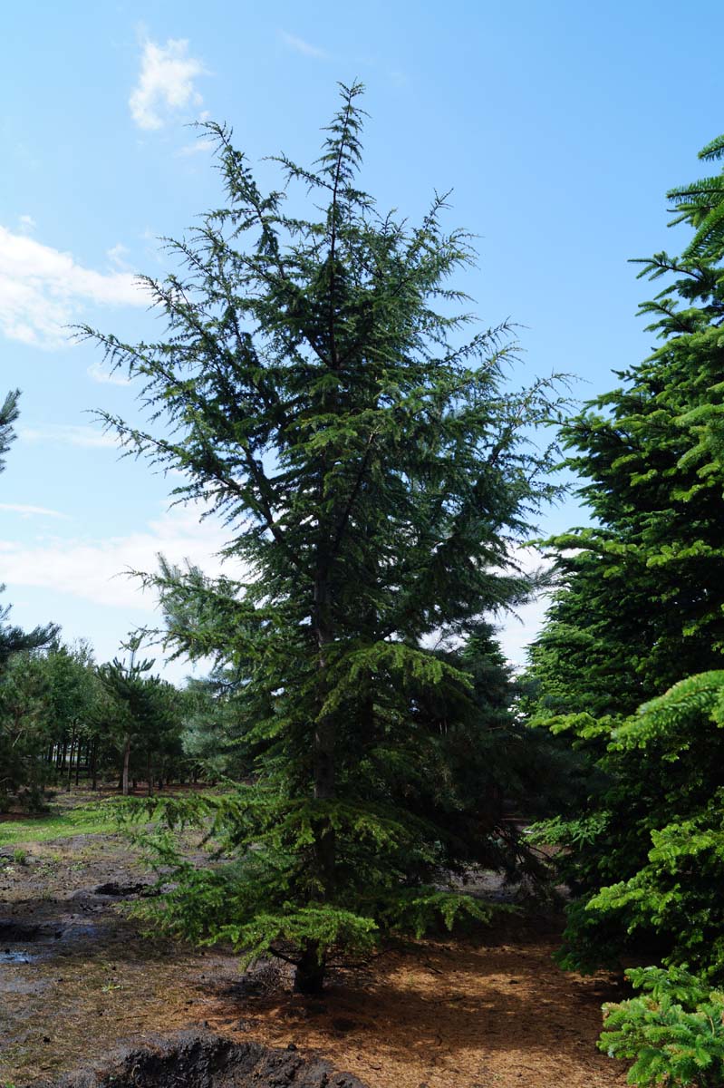 Cedrus libani solitair