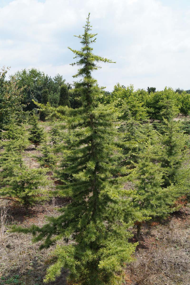 Cedrus libani solitair