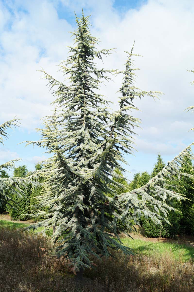 Cedrus atlantica 'Aurea' solitair