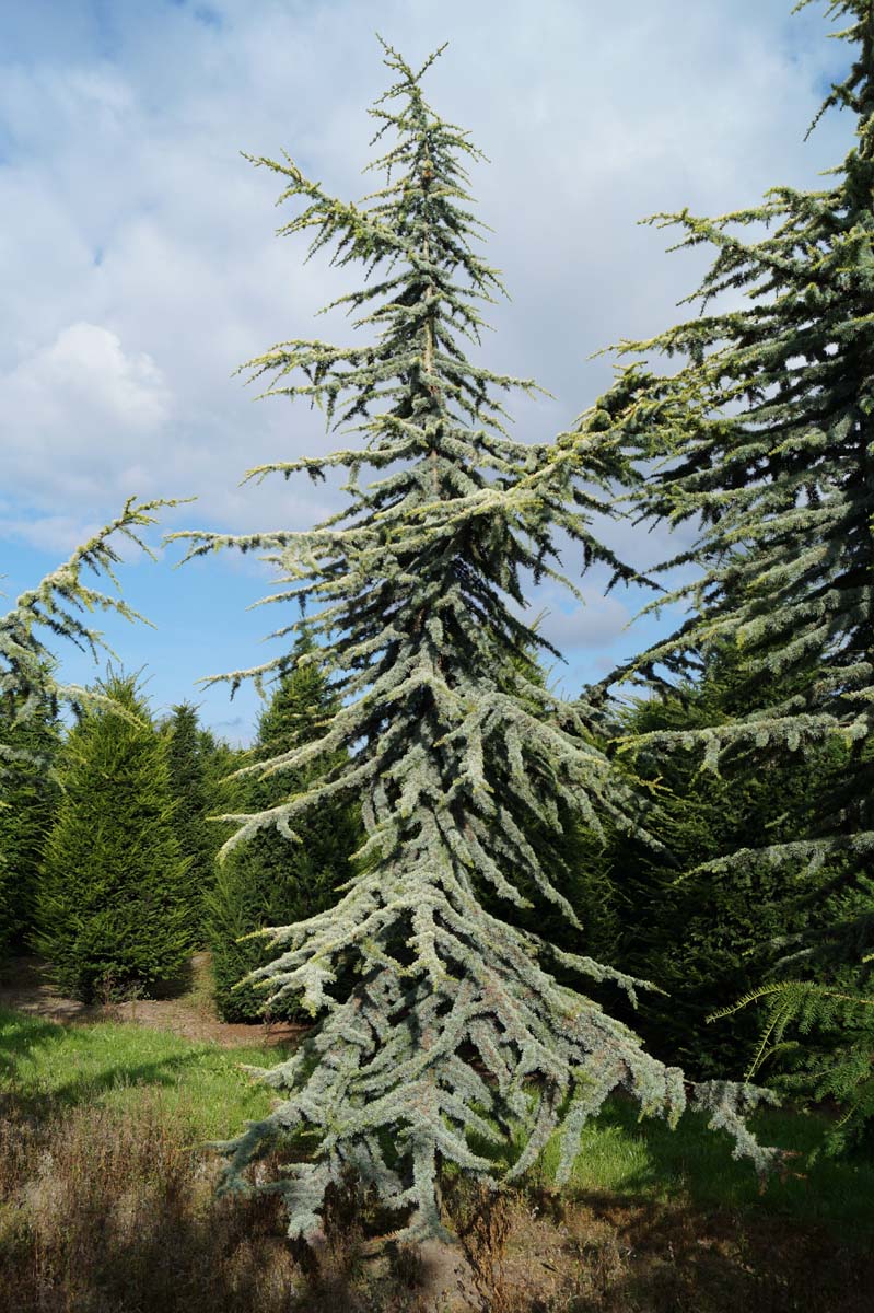 Cedrus atlantica 'Aurea' solitair