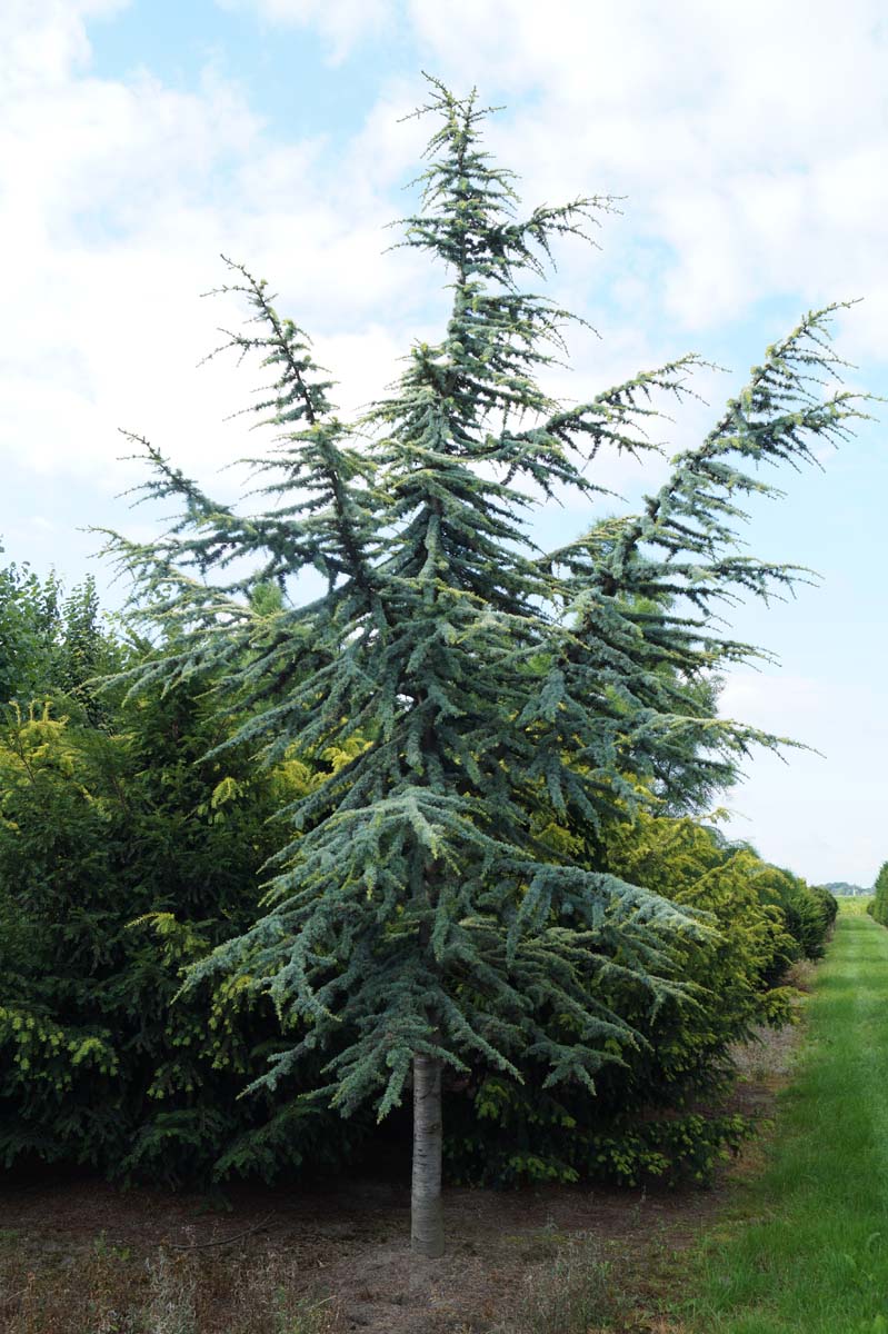 Cedrus atlantica 'Aurea' solitair