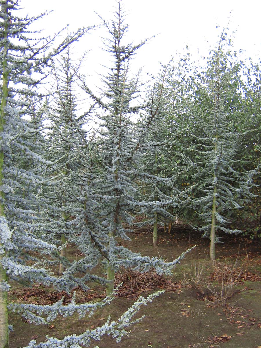 Cedrus libani 'Glauca' solitair