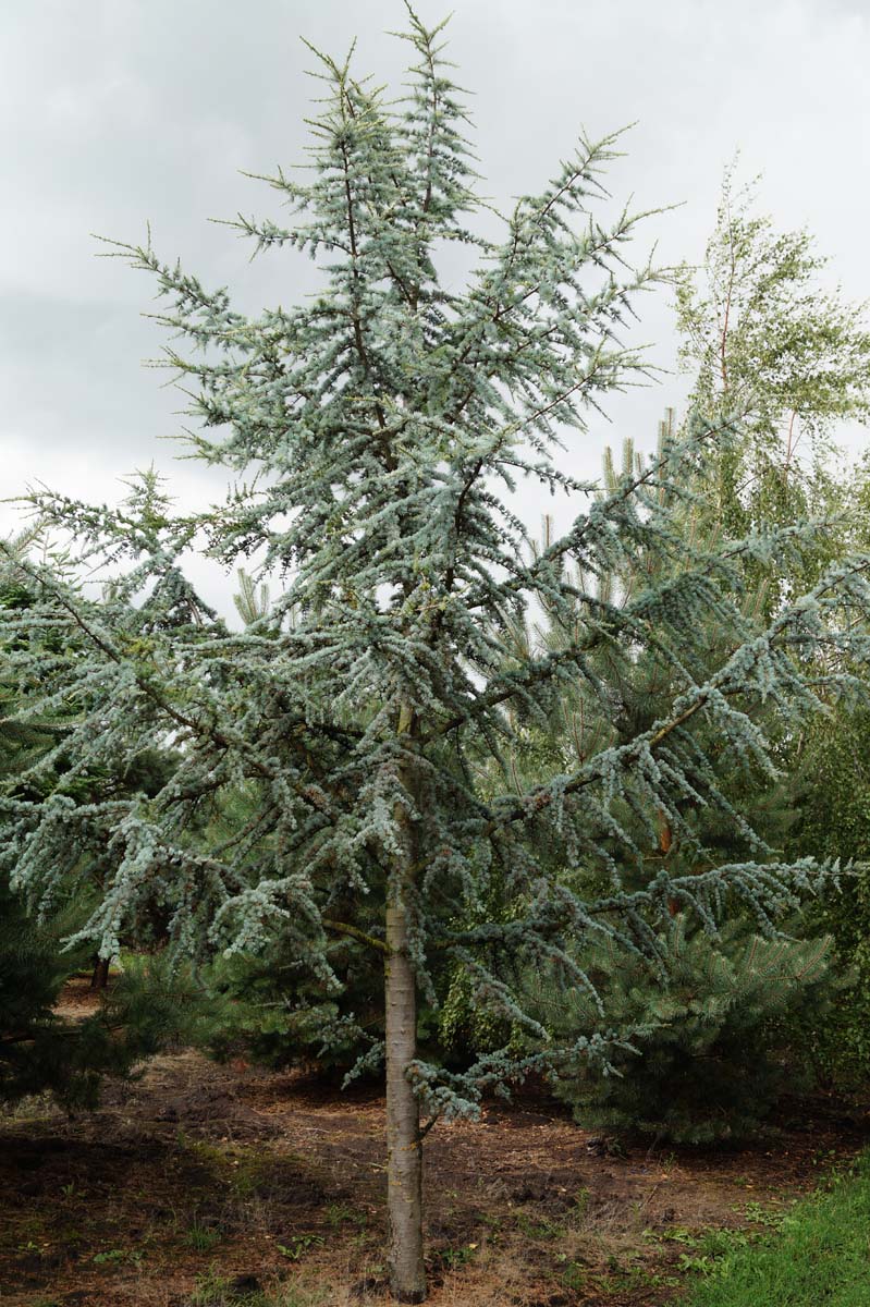 Cedrus libani 'Glauca' solitair