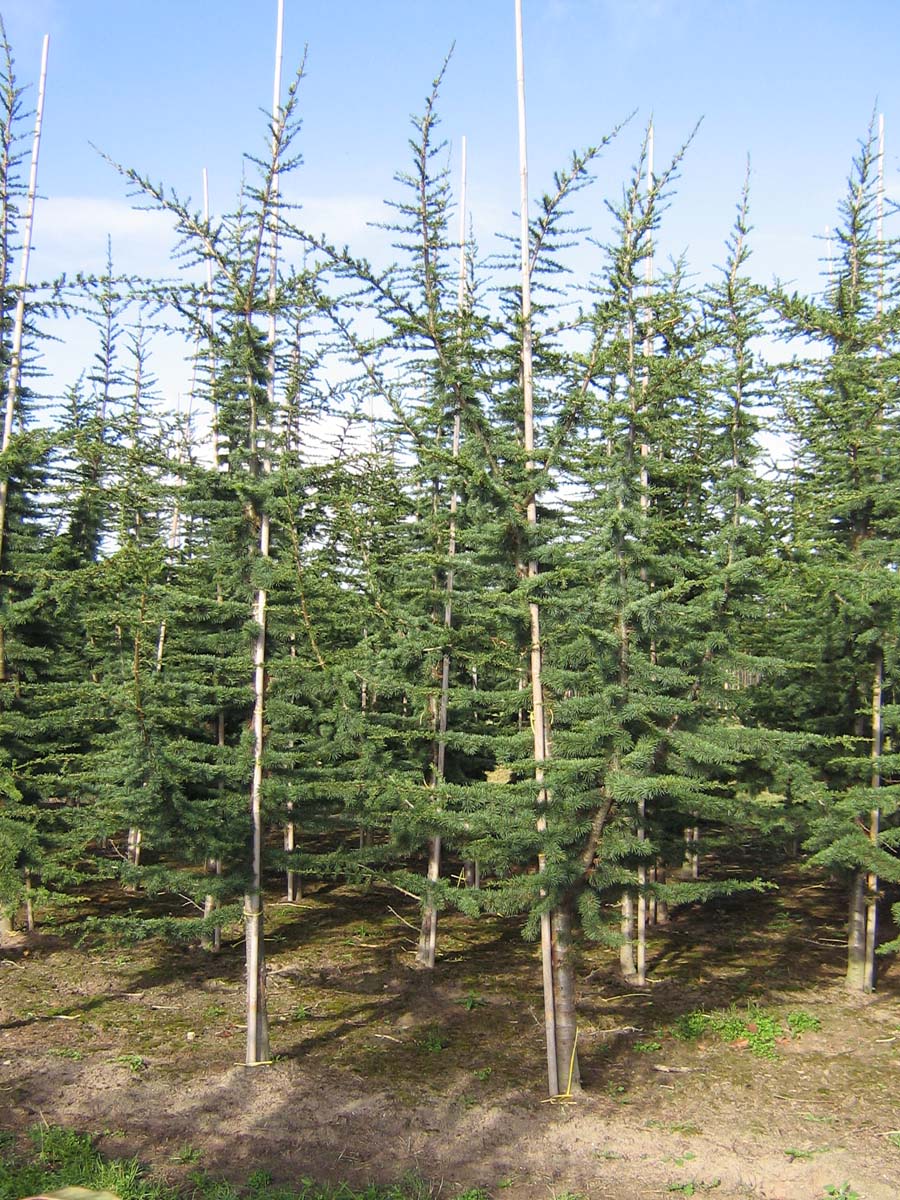 Cedrus libani 'Glauca' solitair solitair