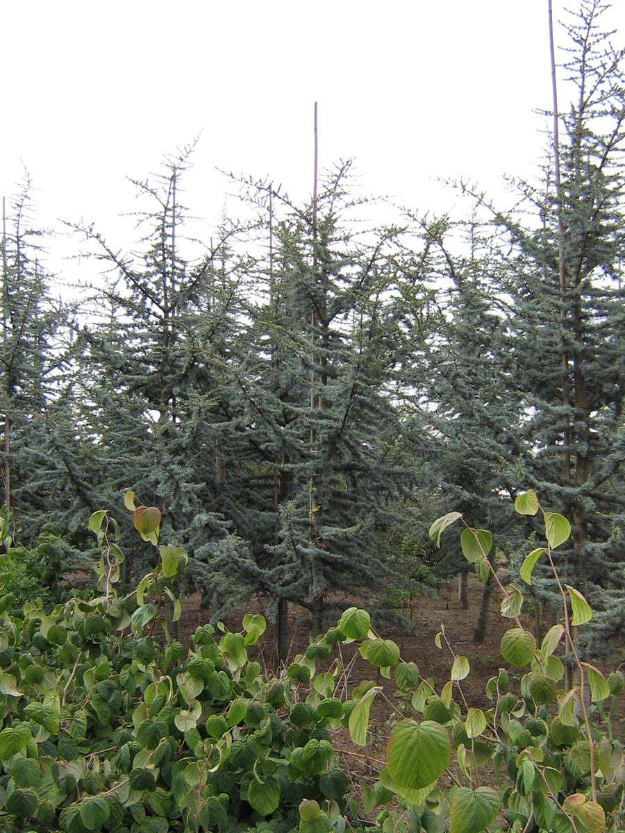 Cedrus libani 'Glauca' solitair