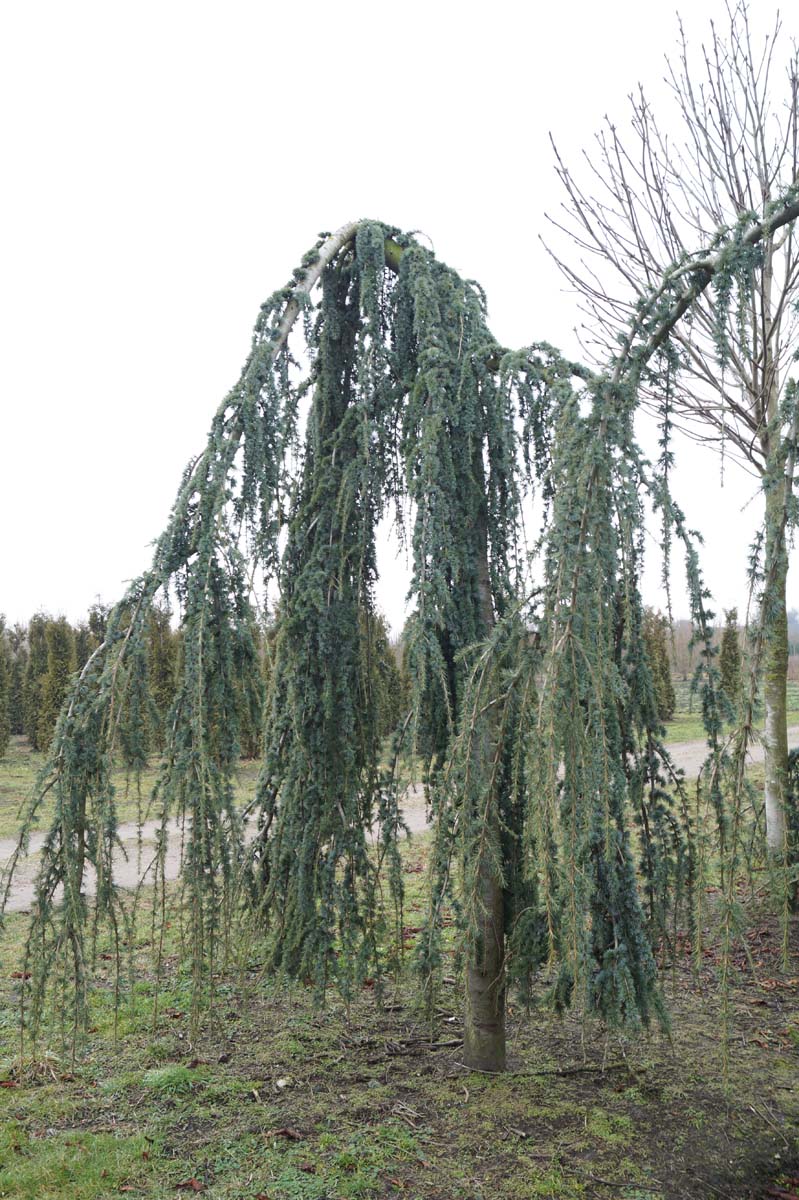 Cedrus atlantica 'Glauca Pendula' solitair