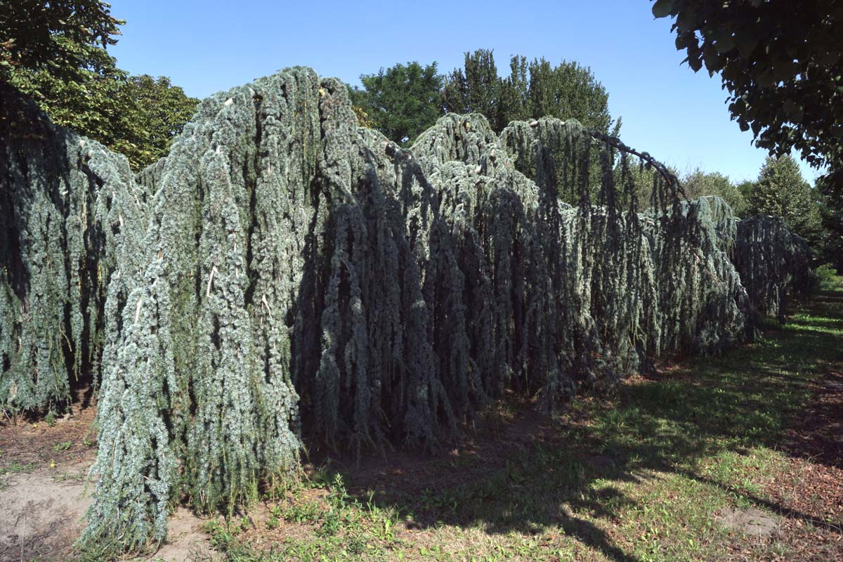 Cedrus atlantica 'Glauca Pendula' solitair