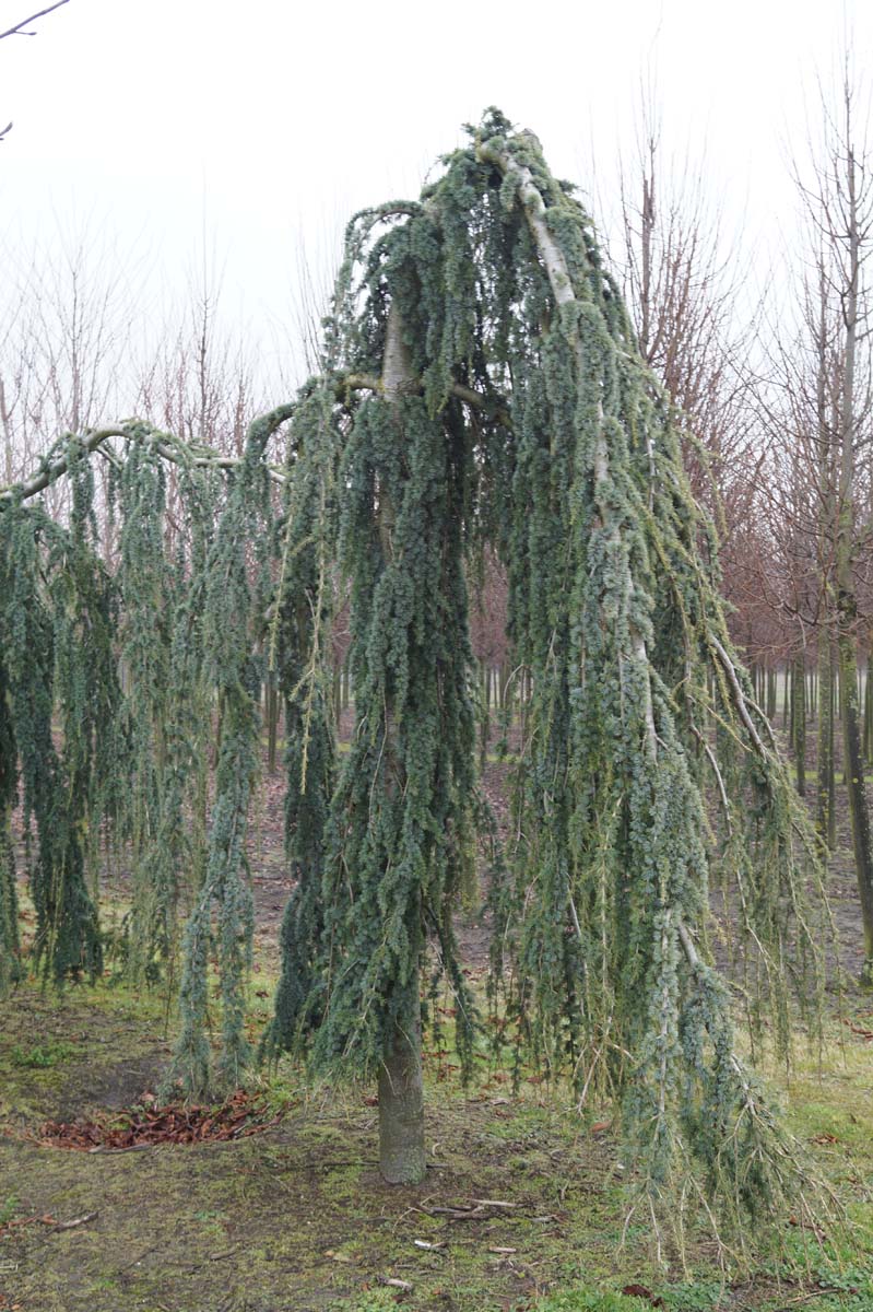 Cedrus atlantica 'Glauca Pendula' solitair