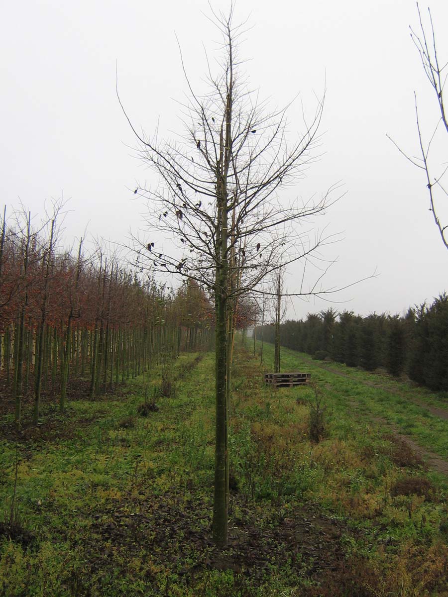 Celtis australis op stam op stam