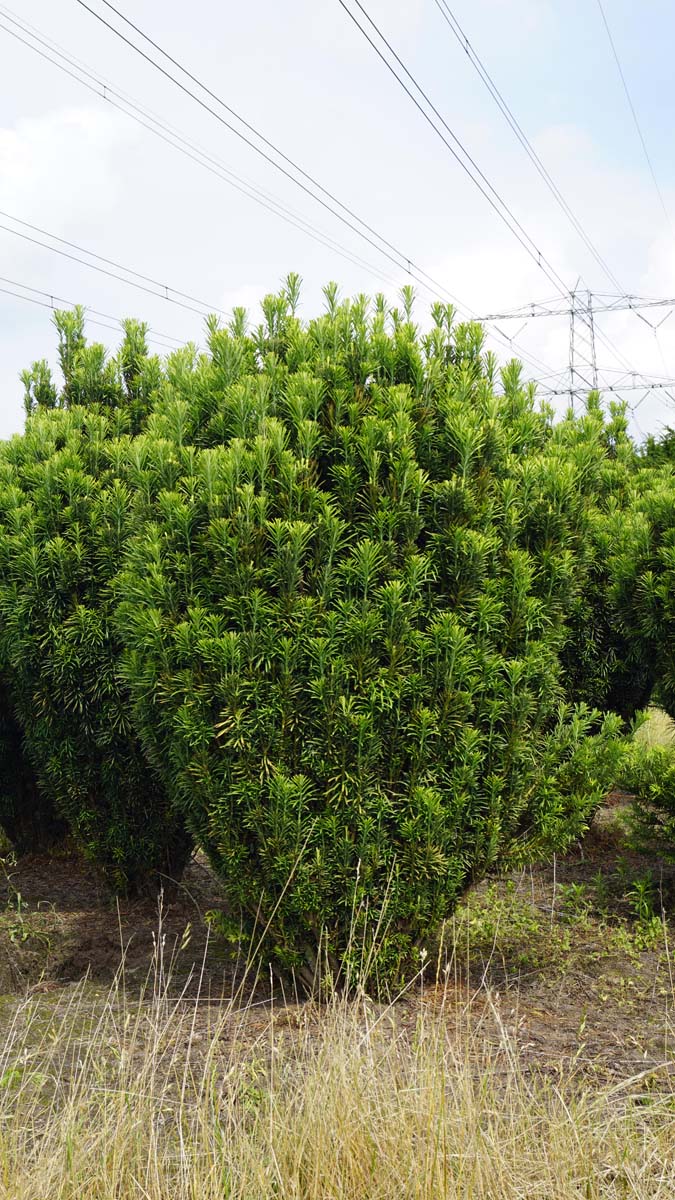 Cephalotaxus harringtonii 'Fastigiata' solitair