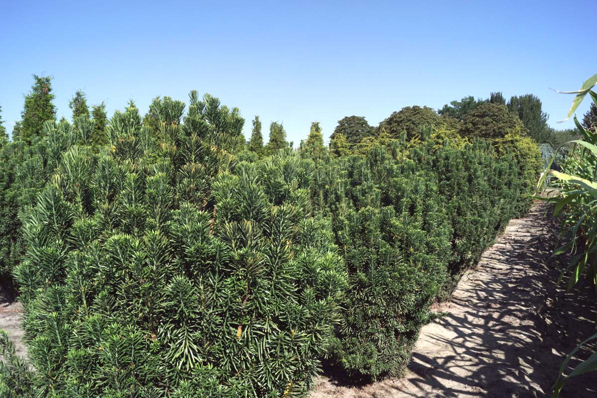 Cephalotaxus harringtonii 'Fastigiata' solitair