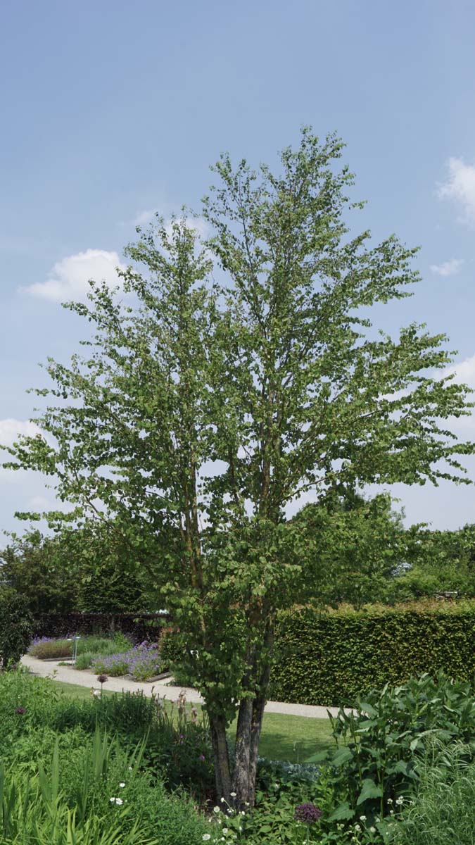 Cercidiphyllum japonicum meerstammig / struik meerstammig