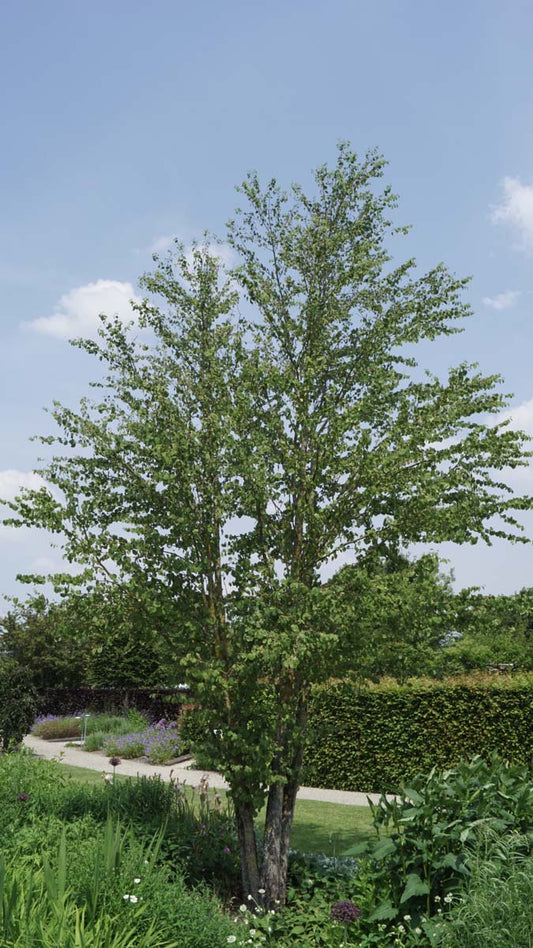 Cercidiphyllum japonicum meerstammig / struik meerstammig