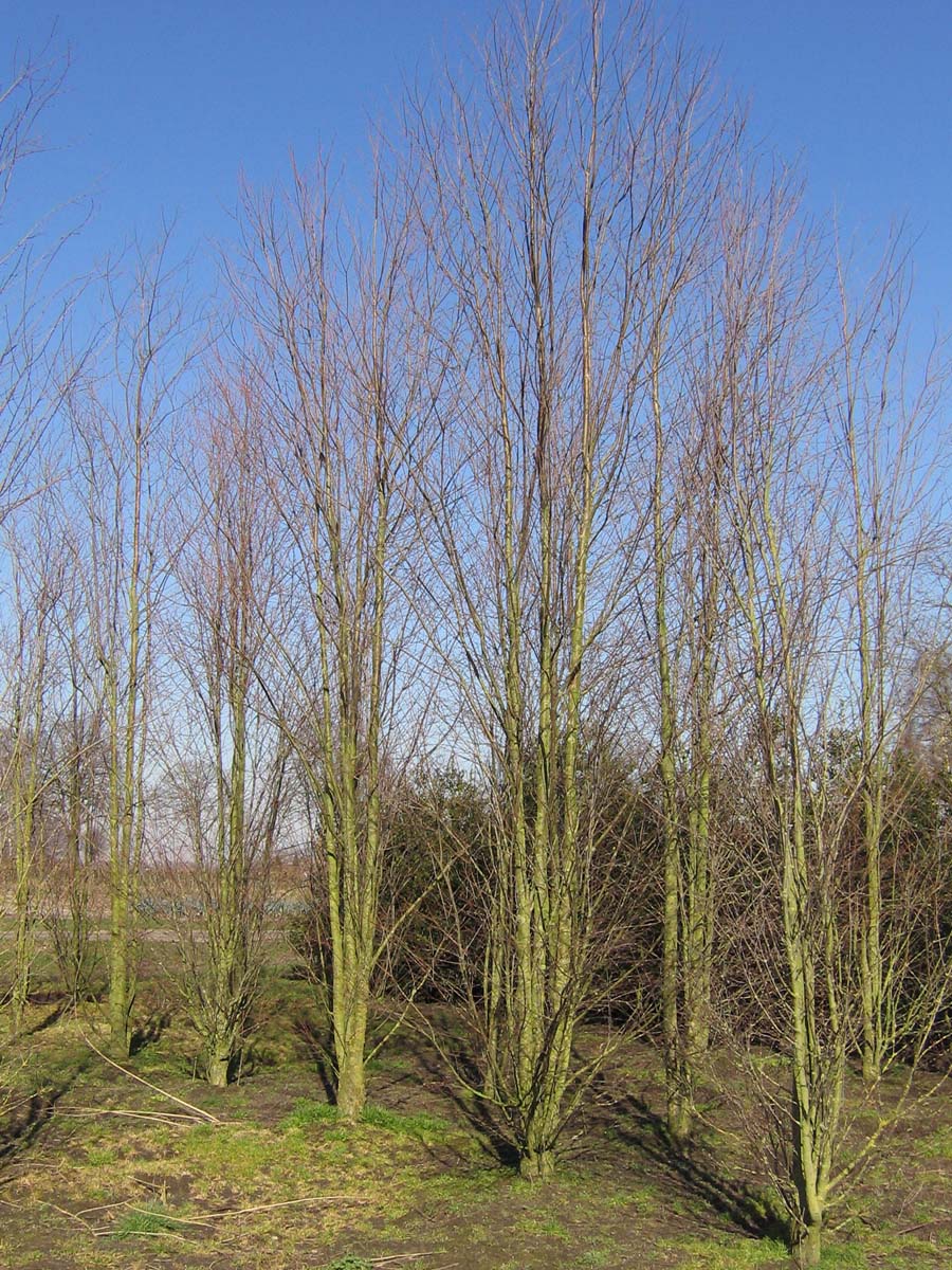 Cercidiphyllum japonicum meerstammig / struik meerstammig