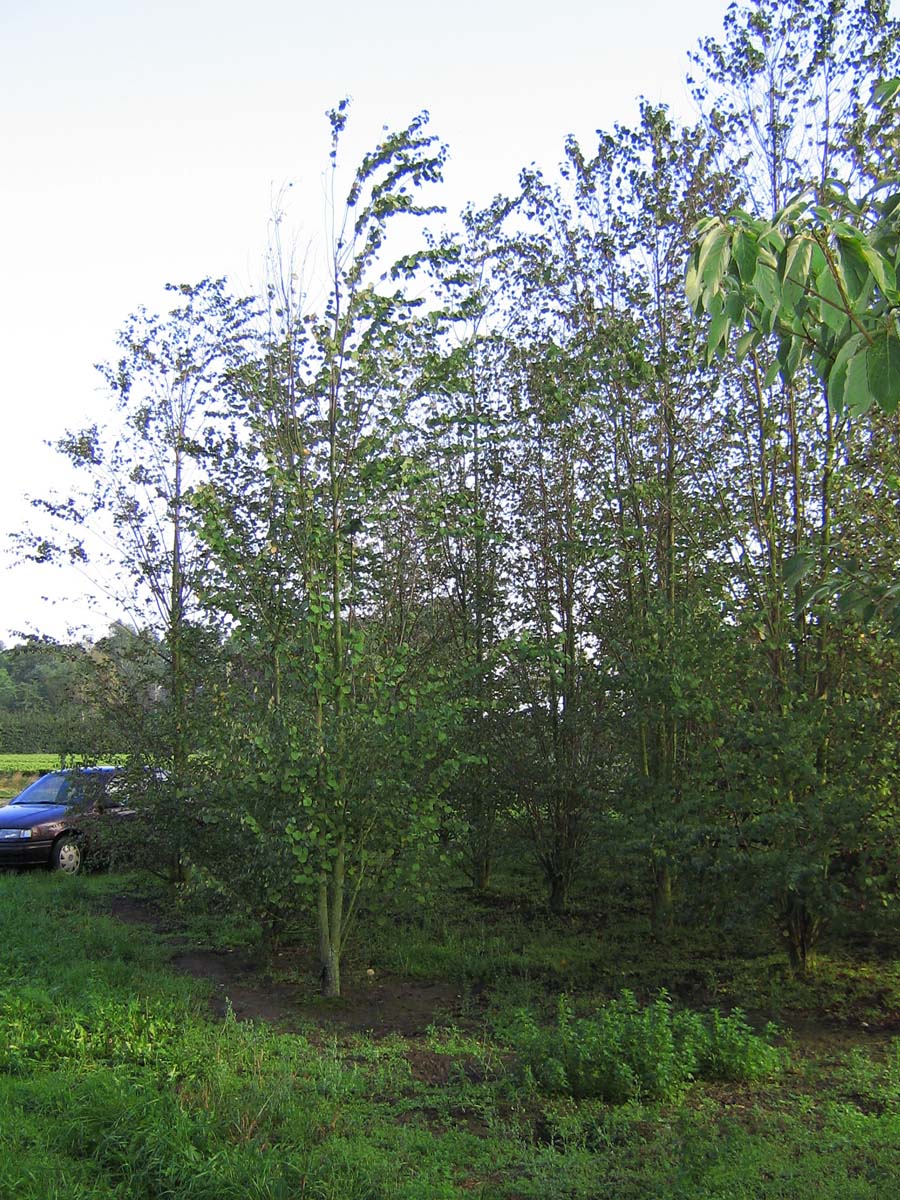 Cercidiphyllum japonicum solitair solitair