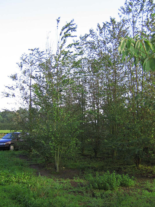 Cercidiphyllum japonicum solitair solitair