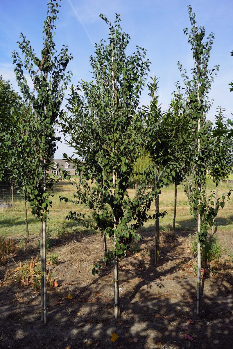 Cercidiphyllum japonicum solitair solitair