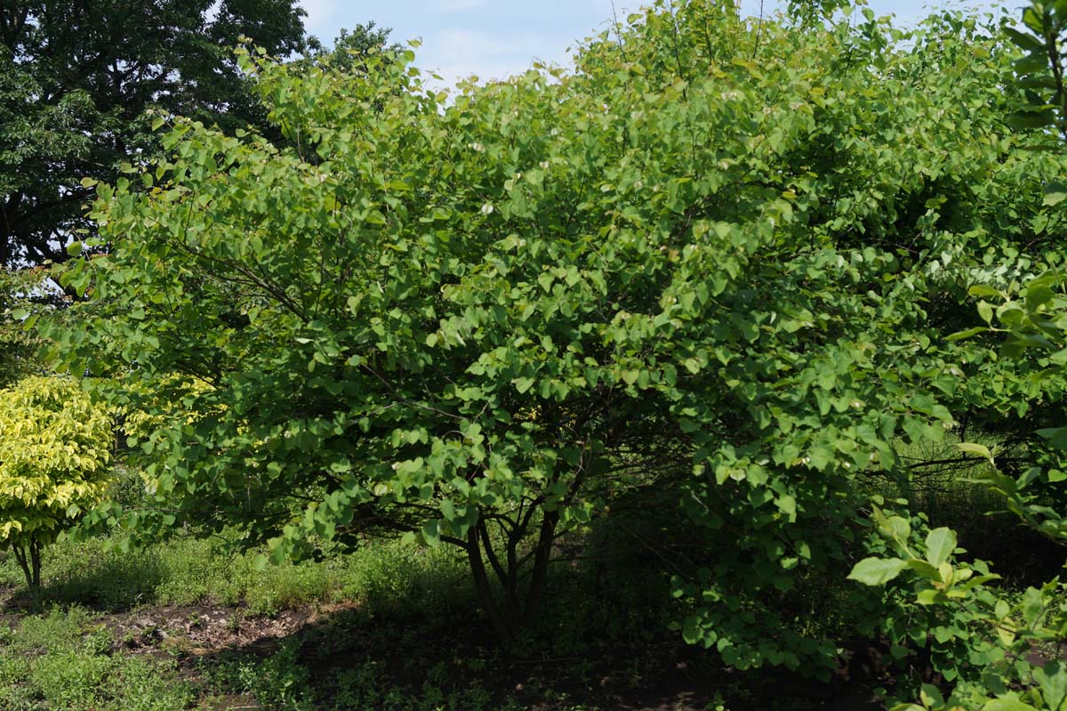 Cercis canadensis meerstammig / struik meerstammig
