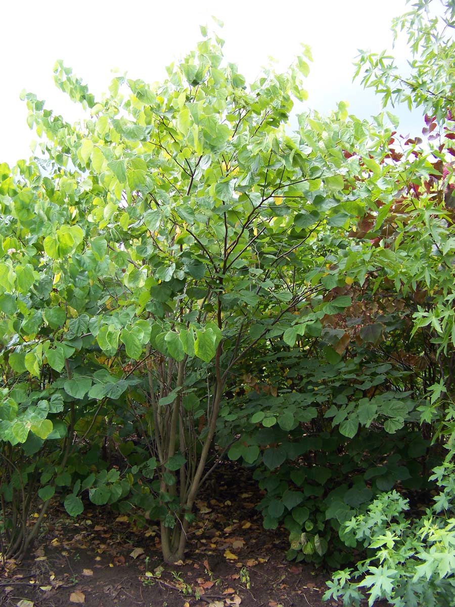 Cercis canadensis meerstammig / struik meerstammig