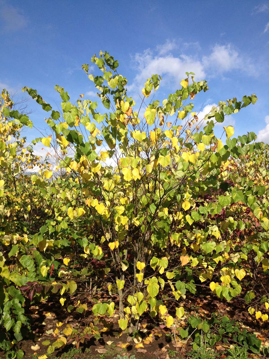 Cercis canadensis meerstammig / struik meerstammig
