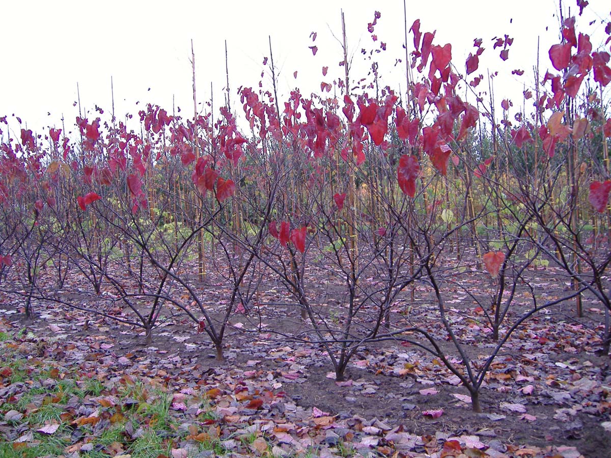 Cercis canadensis 'Forest Pansy' meerstammig / struik meerstammig