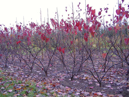 Cercis canadensis 'Forest Pansy' meerstammig / struik meerstammig