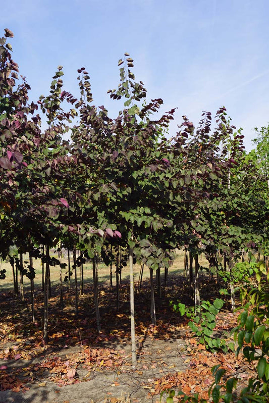 Cercis canadensis 'Forest Pansy' op stam op stam