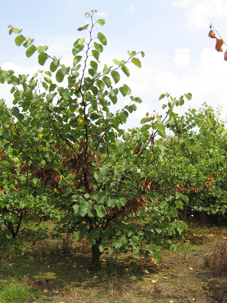 Cercis siliquastrum solitair solitair