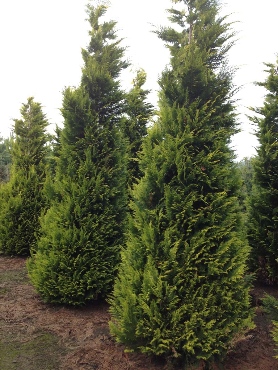 Chamaecyparis lawsoniana 'Golden Wonder' solitair