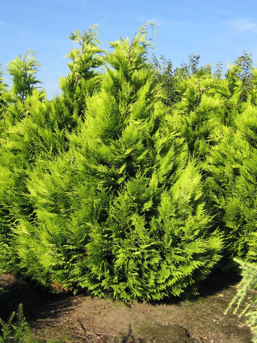 Chamaecyparis lawsoniana 'Ivonne' solitair