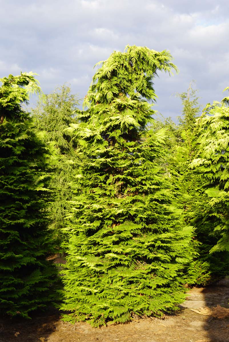 Chamaecyparis lawsoniana 'Ivonne' solitair