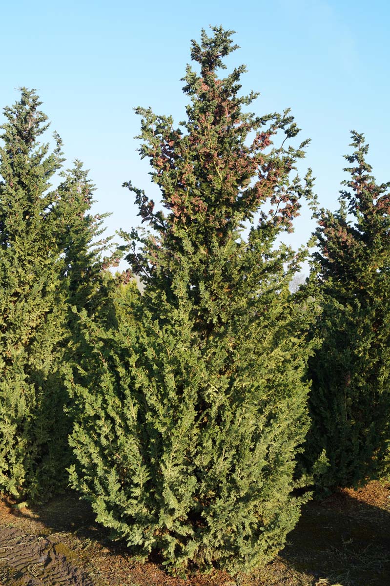 Chamaecyparis lawsoniana 'Wisselii' solitair