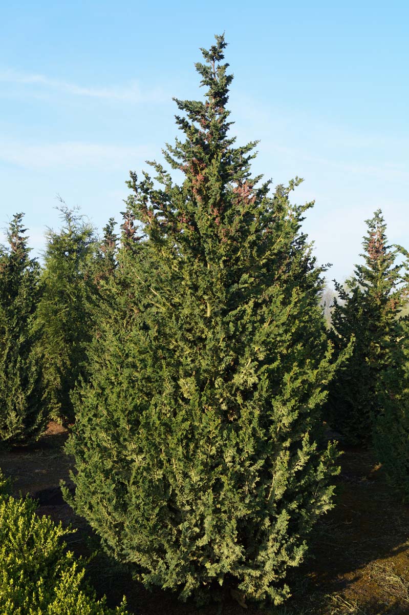 Chamaecyparis lawsoniana 'Wisselii' solitair