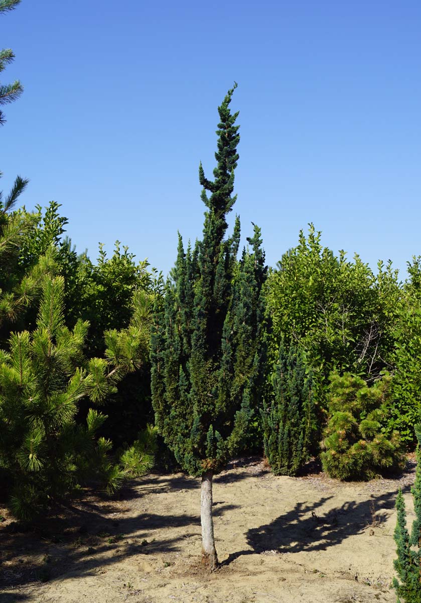 Chamaecyparis lawsoniana 'Wissel's Saguaro' solitair