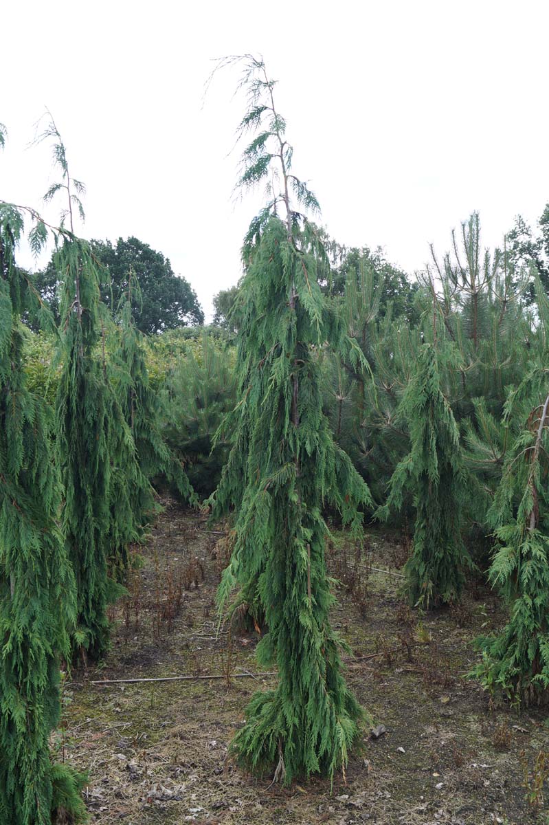 Chamaecyparis nootkatensis 'Green Arrow' solitair