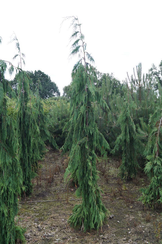 Chamaecyparis nootkatensis 'Green Arrow' solitair