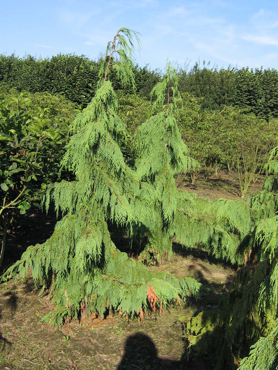 Chamaecyparis nootkatensis 'Pendula' solitair