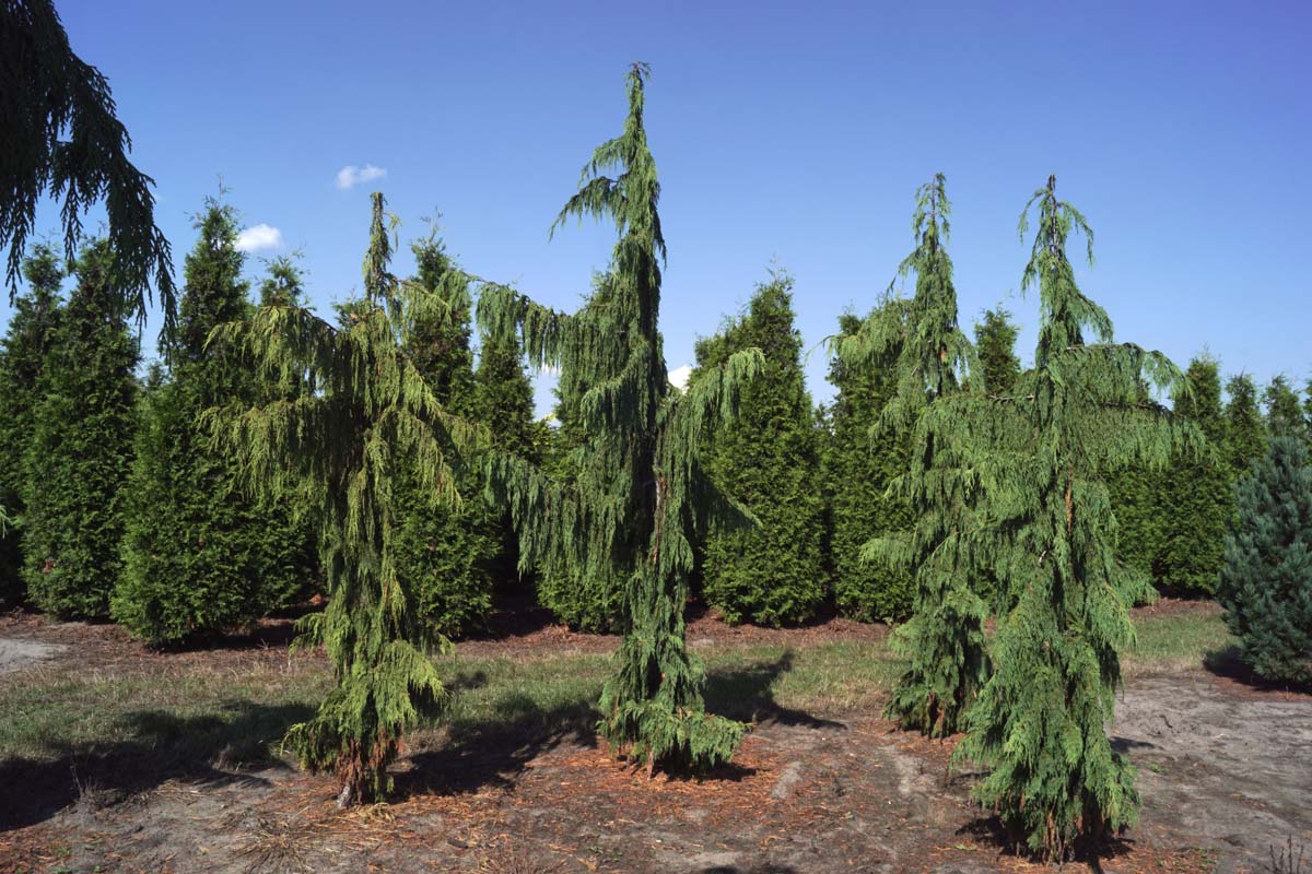 Chamaecyparis nootkatensis 'Pendula' solitair