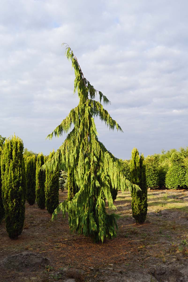 Chamaecyparis nootkatensis 'Pendula' solitair